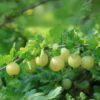 Ribes Uva- Crispa - Set Van 3 - Kruisbes – Image 2