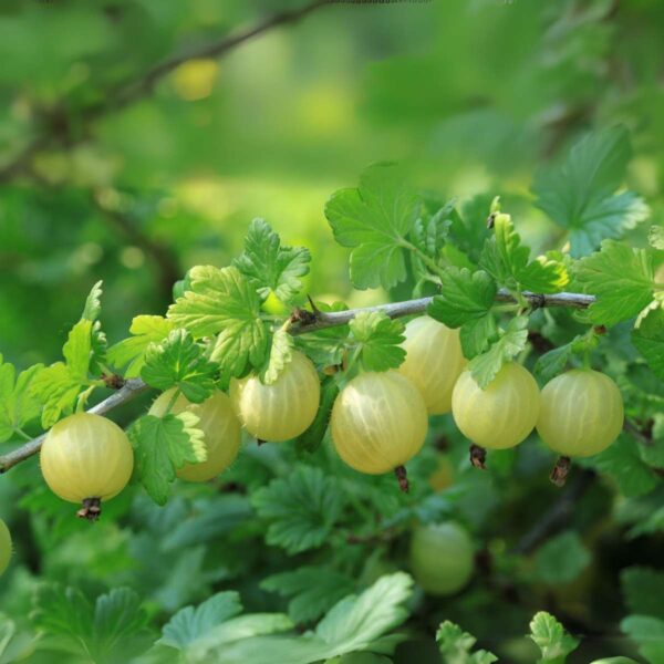 Ribes Uva- Crispa - Set Van 3 - Kruisbes – Image 2