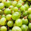Ribes Uva- Crispa - Set Van 3 - Kruisbes – Image 4