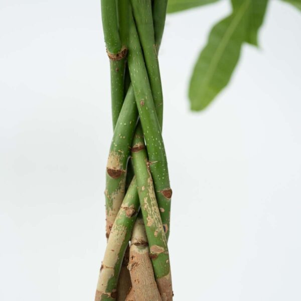 Pachira Aquatica 'Geldboom' – Image 8