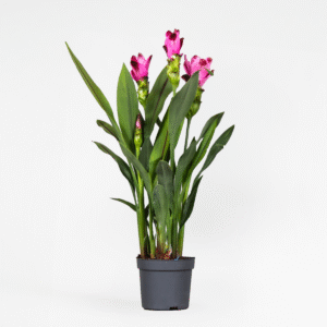 Curcuma 'Siam Splash' - Siamese Tulp