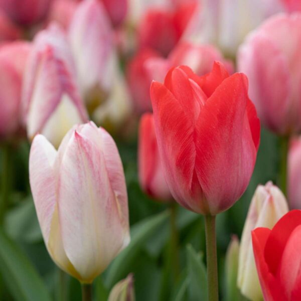 Tulipa 'Pink & Red Mix' - Set Van 40 - Tulpenbollen – Image 8