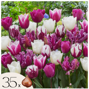 Tulipa 'Pastel Mix' - Set Van 35 - Tulpenbollen