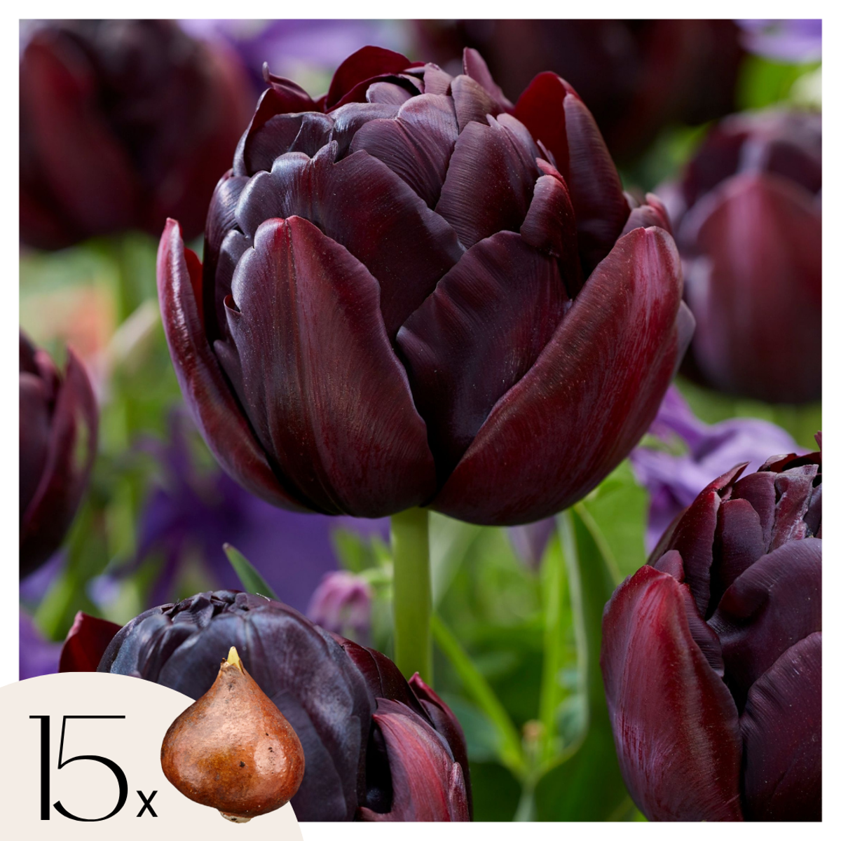 Tulipe ‘Black Hero’ – 15 bulbes