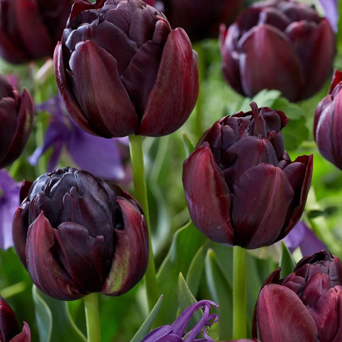 Tulipe 'Black Hero' - 15 bulbes – Image 2