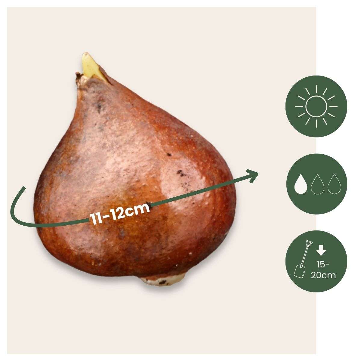 Tulipe 'Black Hero' - 15 bulbes – Image 3