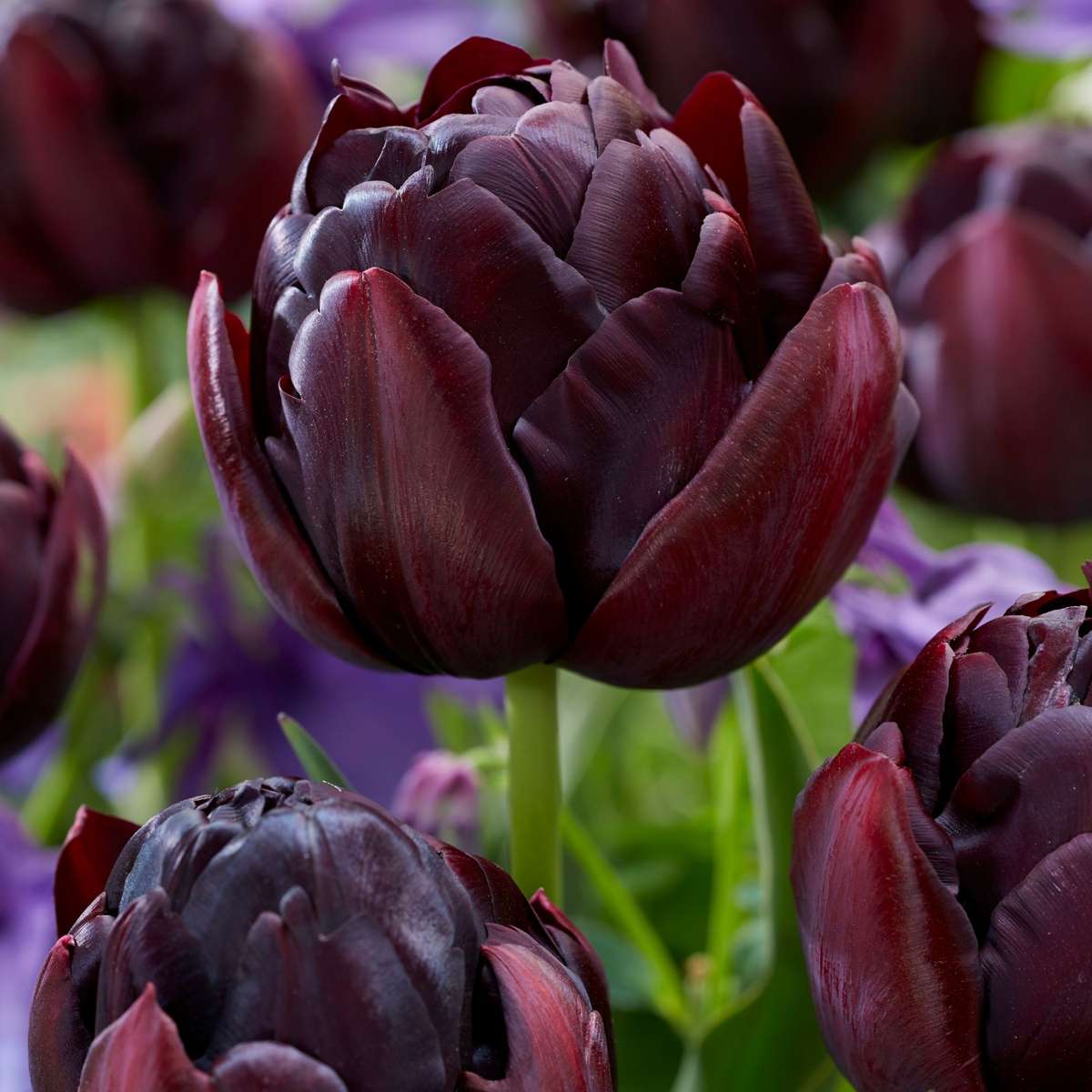 Tulipe 'Black Hero' - 15 bulbes – Image 4
