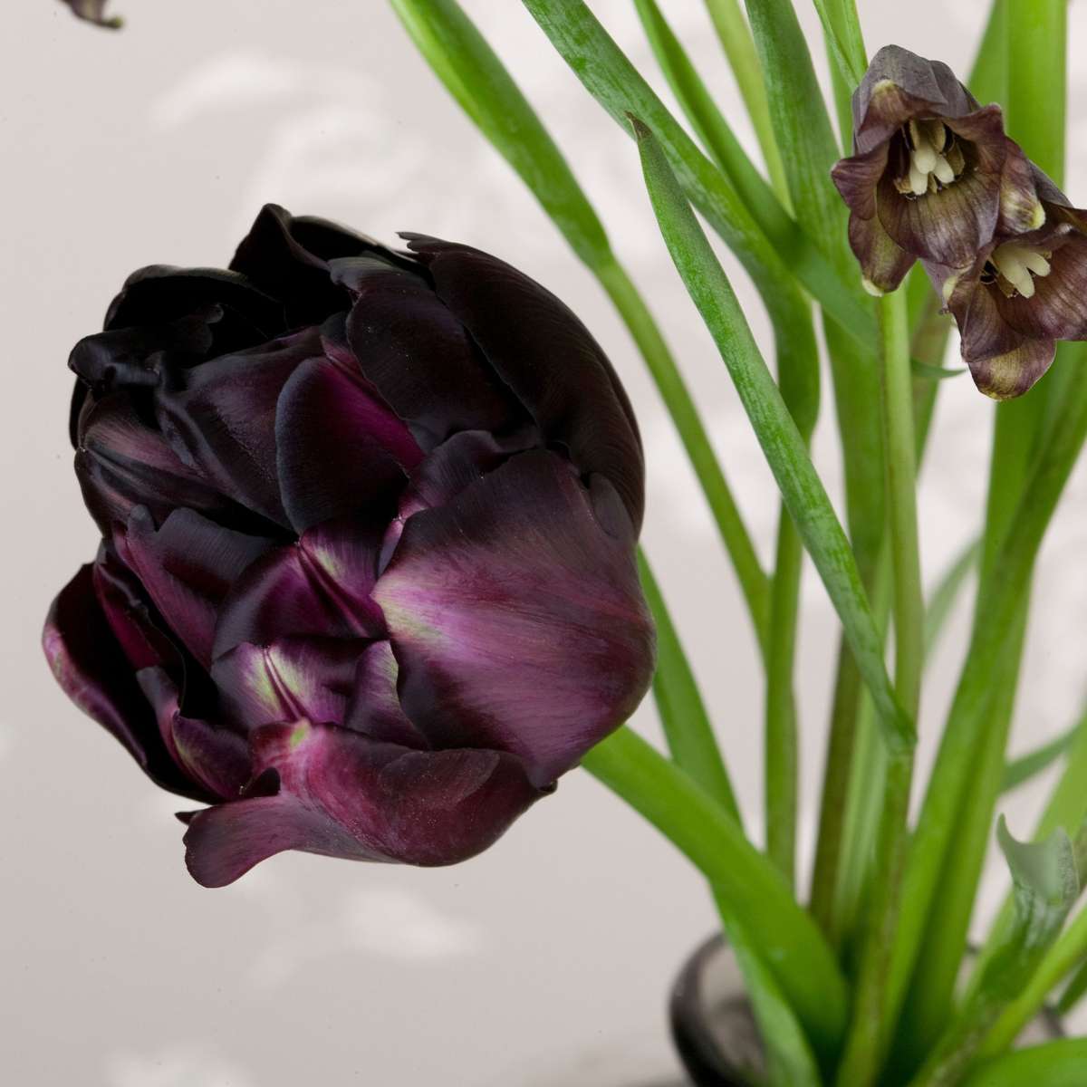 Tulipe 'Black Hero' - 15 bulbes – Image 6