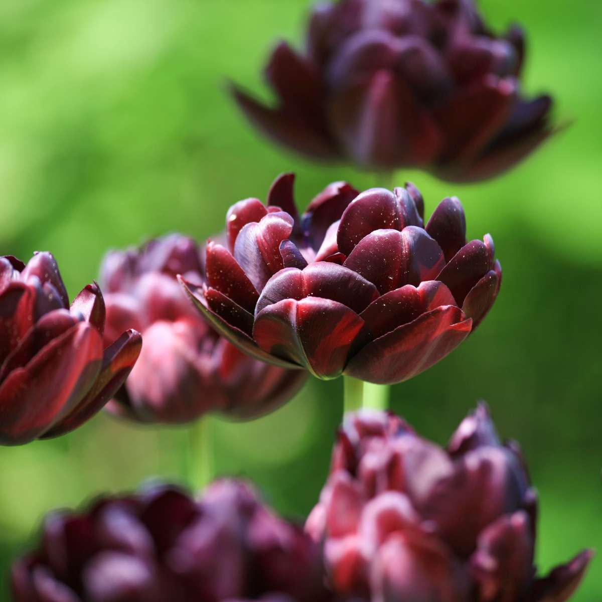 Tulipe 'Black Hero' - 15 bulbes – Image 8
