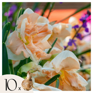 Narcis abricot - Set de 10 pièces