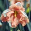 Narcis abricot - Set de 10 pièces – Image 6