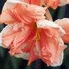 Narcis abricot - Set de 10 pièces – Image 7
