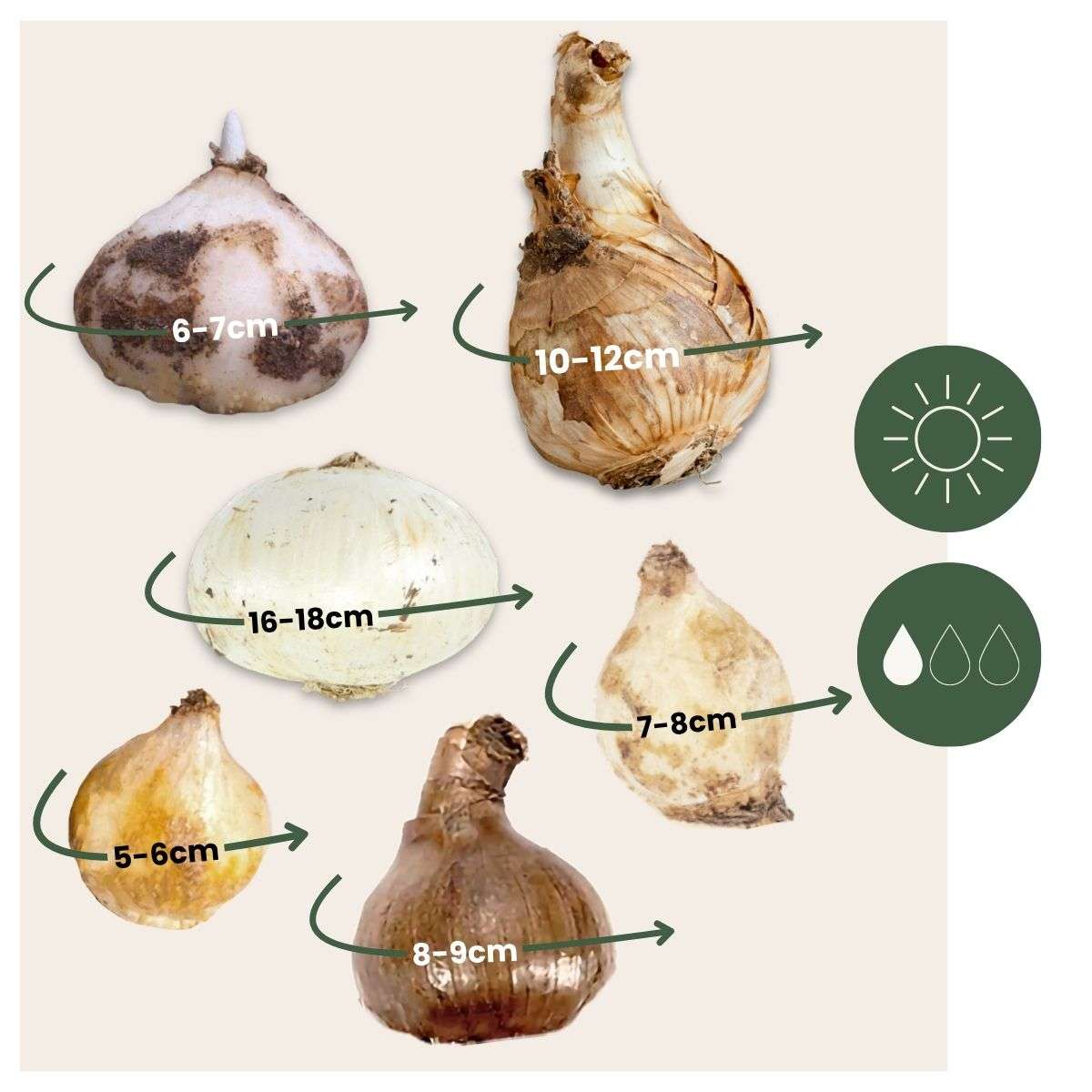 Mélange de bulbes - 50 pièces – Image 3