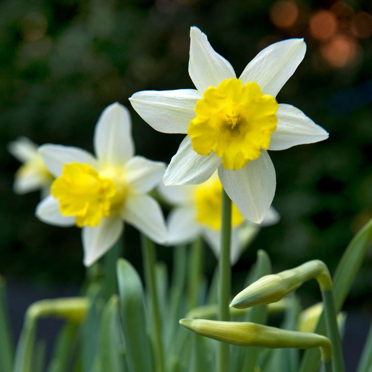 Mélange de bulbes - 50 pièces – Image 4