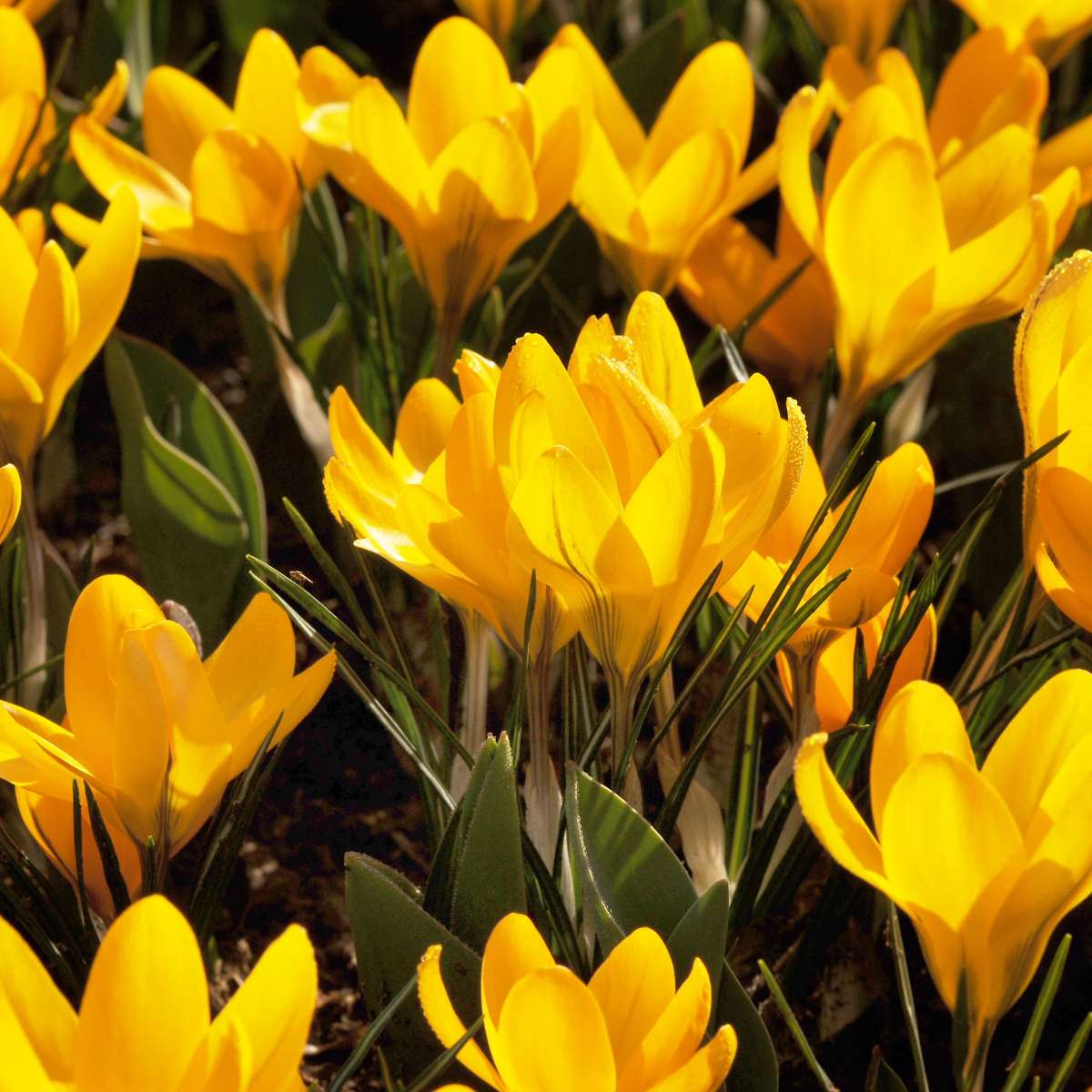 Mélange de bulbes - 50 pièces – Image 6