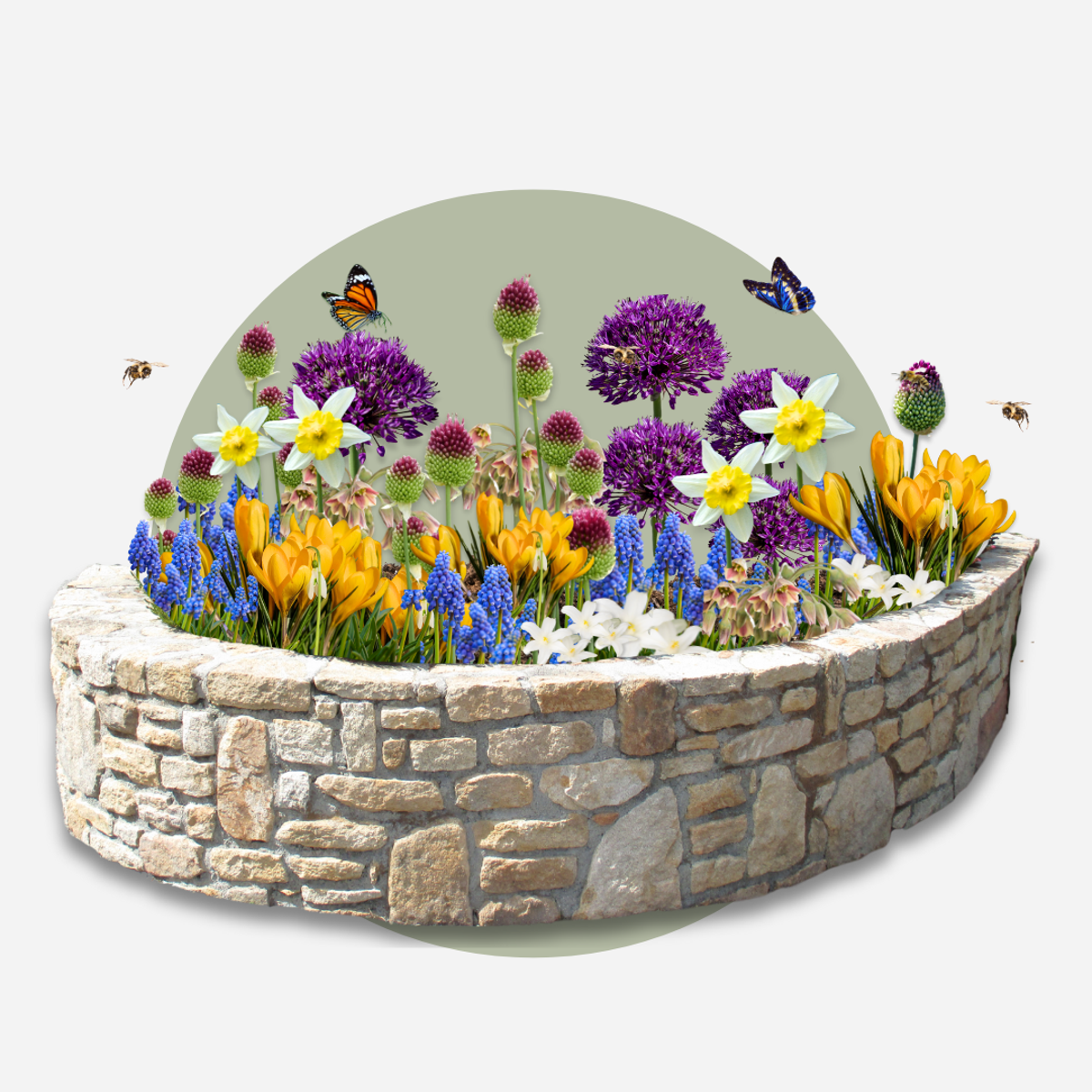 Mélange de bulbes - 50 pièces – Image 7