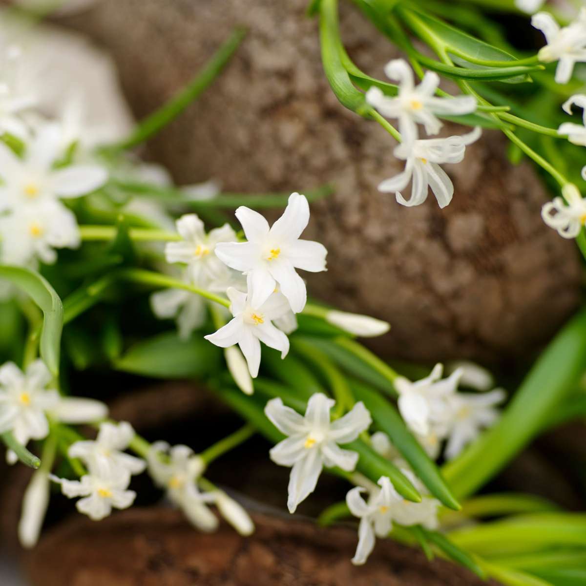 Mélange de bulbes - 50 pièces – Image 9