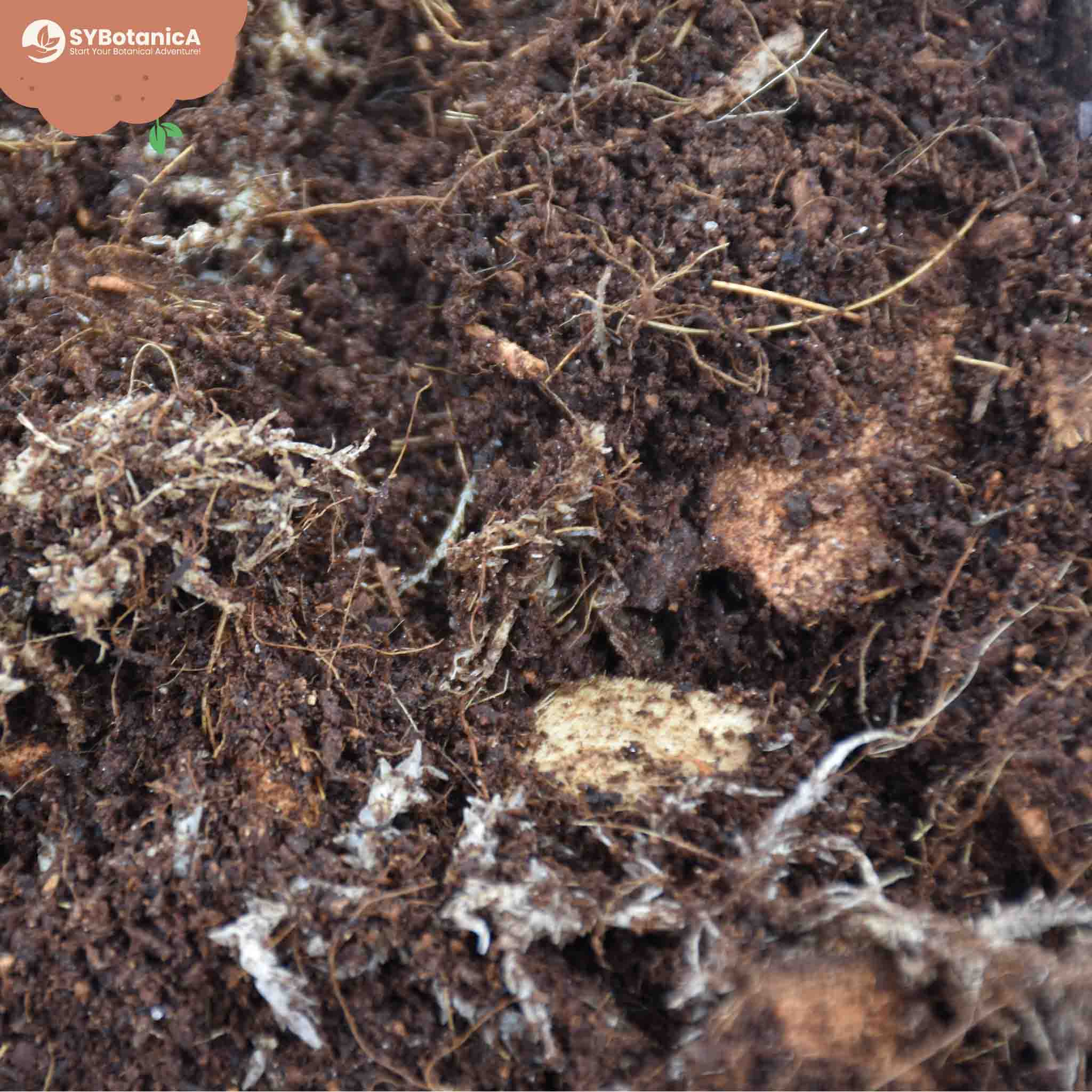 Mix Terrarium 3L Grow Soil