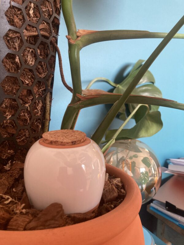 Ollas à planter 40cl – Image 2