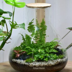 Globes pour terrarium