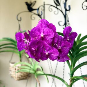 Orchidées