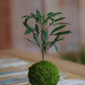 Kokedama
