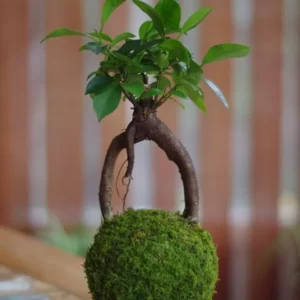 Kokodama 45cm ficus