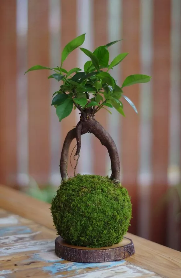 Kokodama 45cm ficus