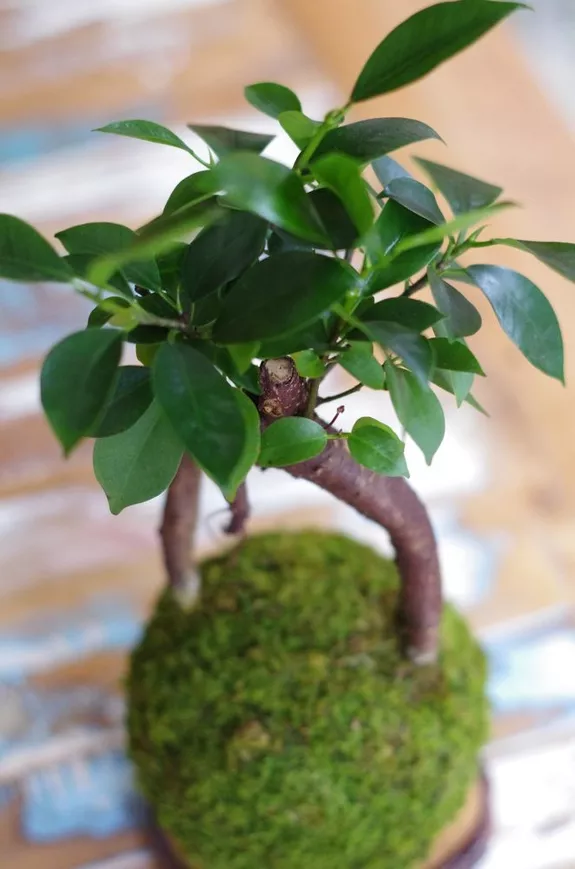 Kokodama 45cm ficus – Image 2