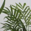 Mini-Palmiers - Set de 3 – Image 7