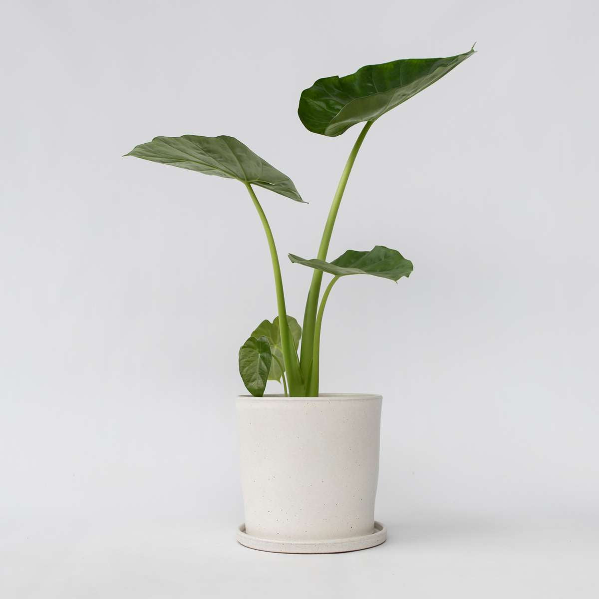 Alocasia ‘Macrorrhiza’ – 60cm