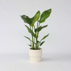 Strelitzia Nicolai - oiseau du paradis