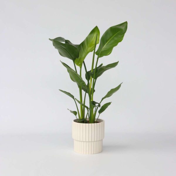 Strelitzia Nicolai - oiseau du paradis