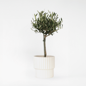 Olivier en pot 40cm