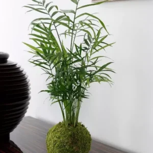 Kokodema 45cm Palmier