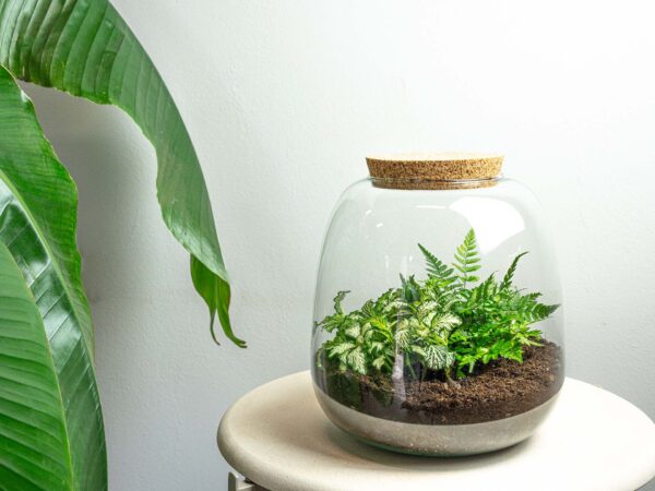 Terrarium Emma Mini - ↑ 20 Cm - Ø 19 Cm - Relatiegeschenk – Image 2