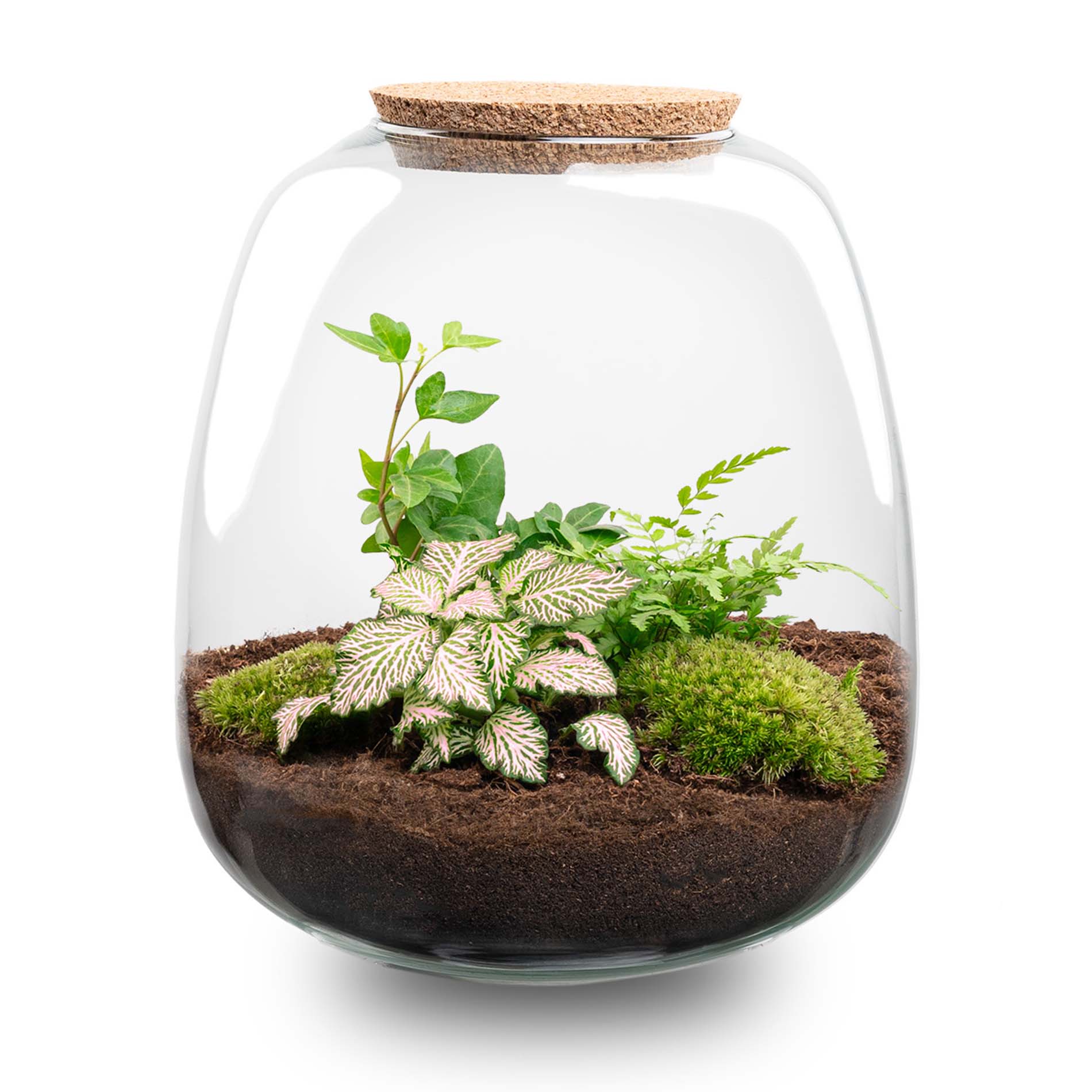 Terrarium Emma – Ø 23 Cm ↑ 25 Cm – Relatiegeschenk
