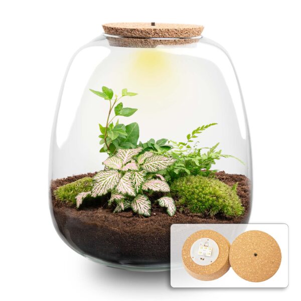 Terrarium Emma - Ø 23 Cm ↑ 25 Cm - Relatiegeschenk – Image 4