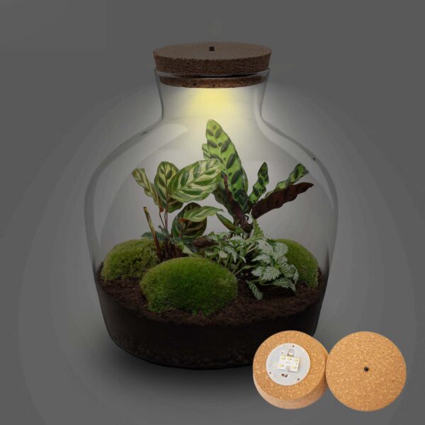 Terrarium Fat Joe - Ø 29 Cm ↑ 30 Cm – Image 3