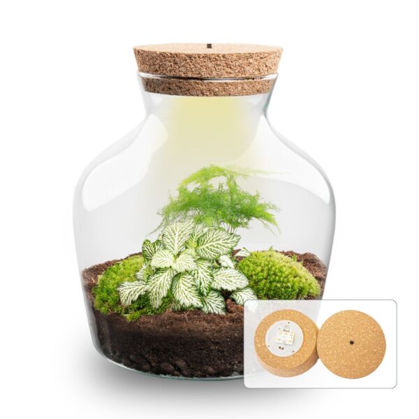 Terrarium Little Joe - Ø 20 Cm ↑ 22 Cm - Relatiegeschenk – Image 3