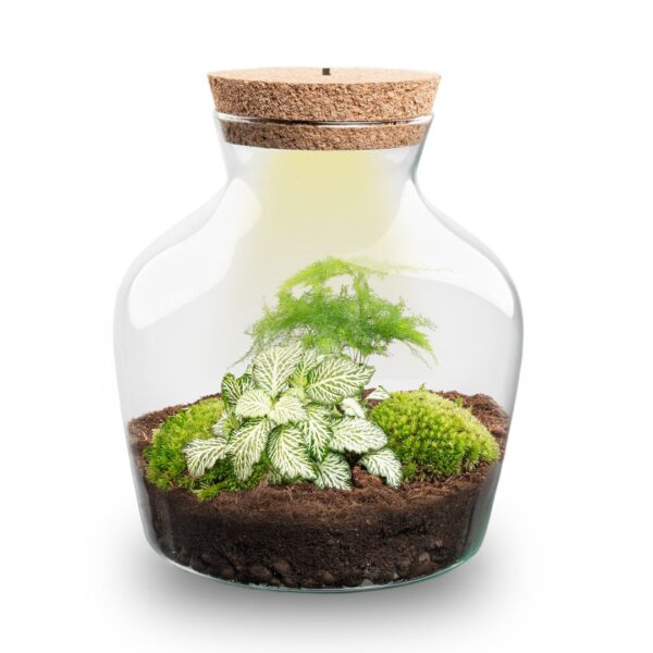 Terrarium Little Joe - Ø 20 Cm ↑ 22 Cm - Relatiegeschenk – Image 6