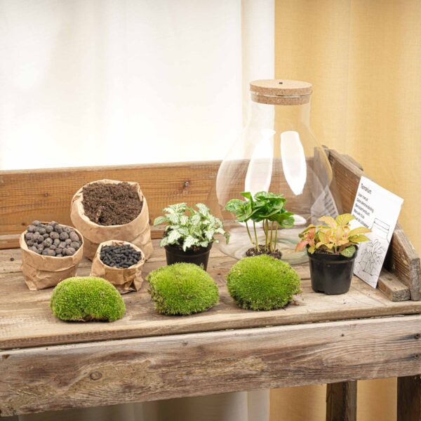 Terrarium Sam - Ø 24,5 Cm ↑ 30 Cm - Relatiegeschenk – Image 6