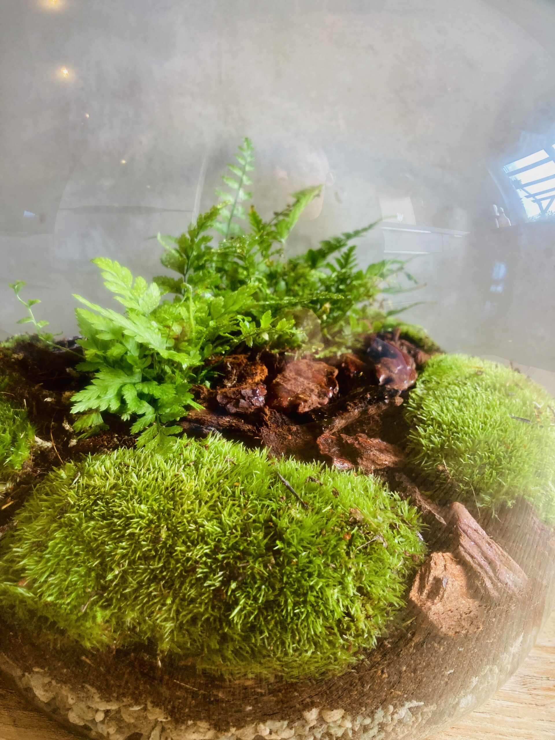 Les 10 erreurs en terrarium