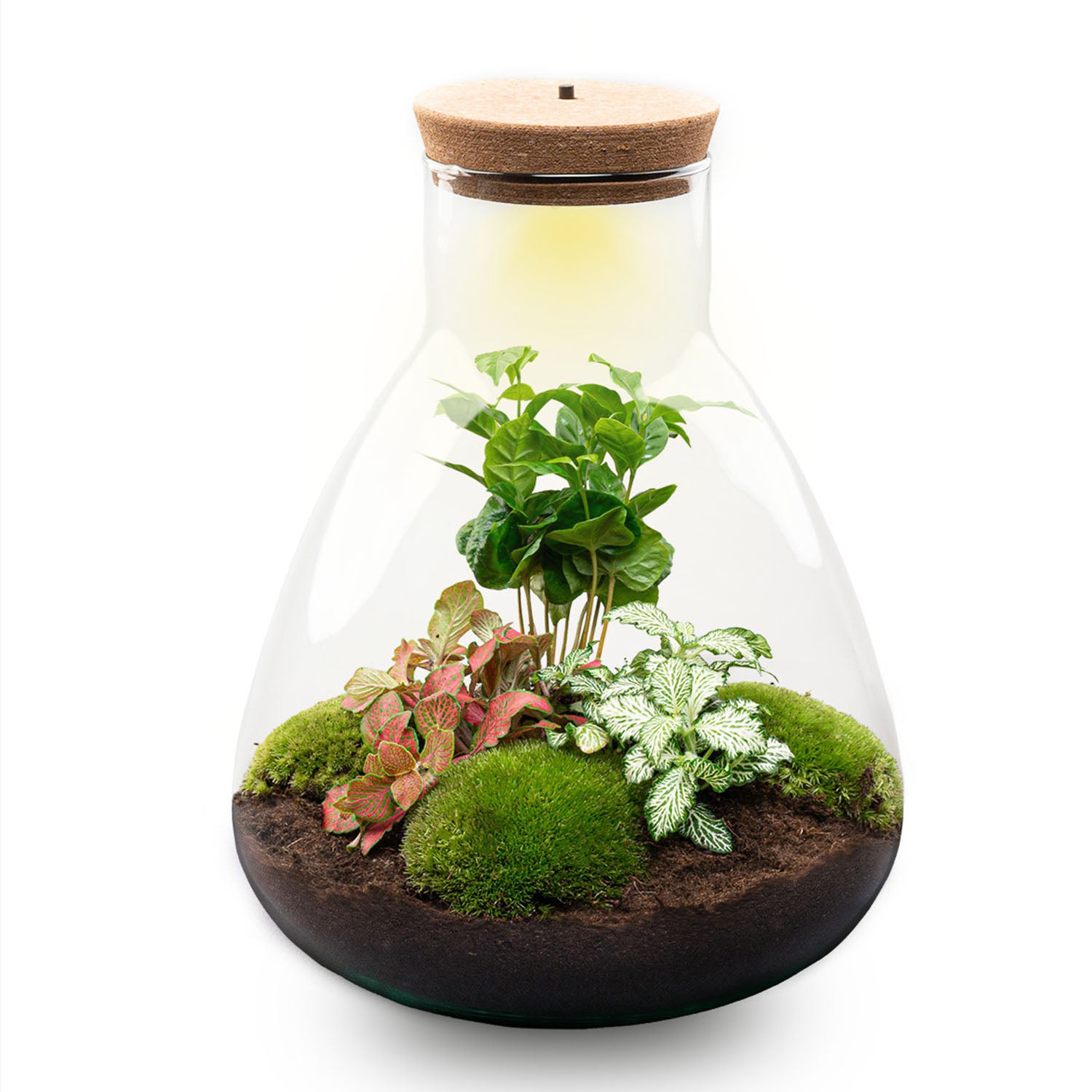 Terrarium Sam – Ø 24,5 Cm ↑ 30 Cm – Relatiegeschenk
