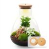 Terrarium Sam - Ø 24,5 Cm ↑ 30 Cm - Relatiegeschenk – Image 3