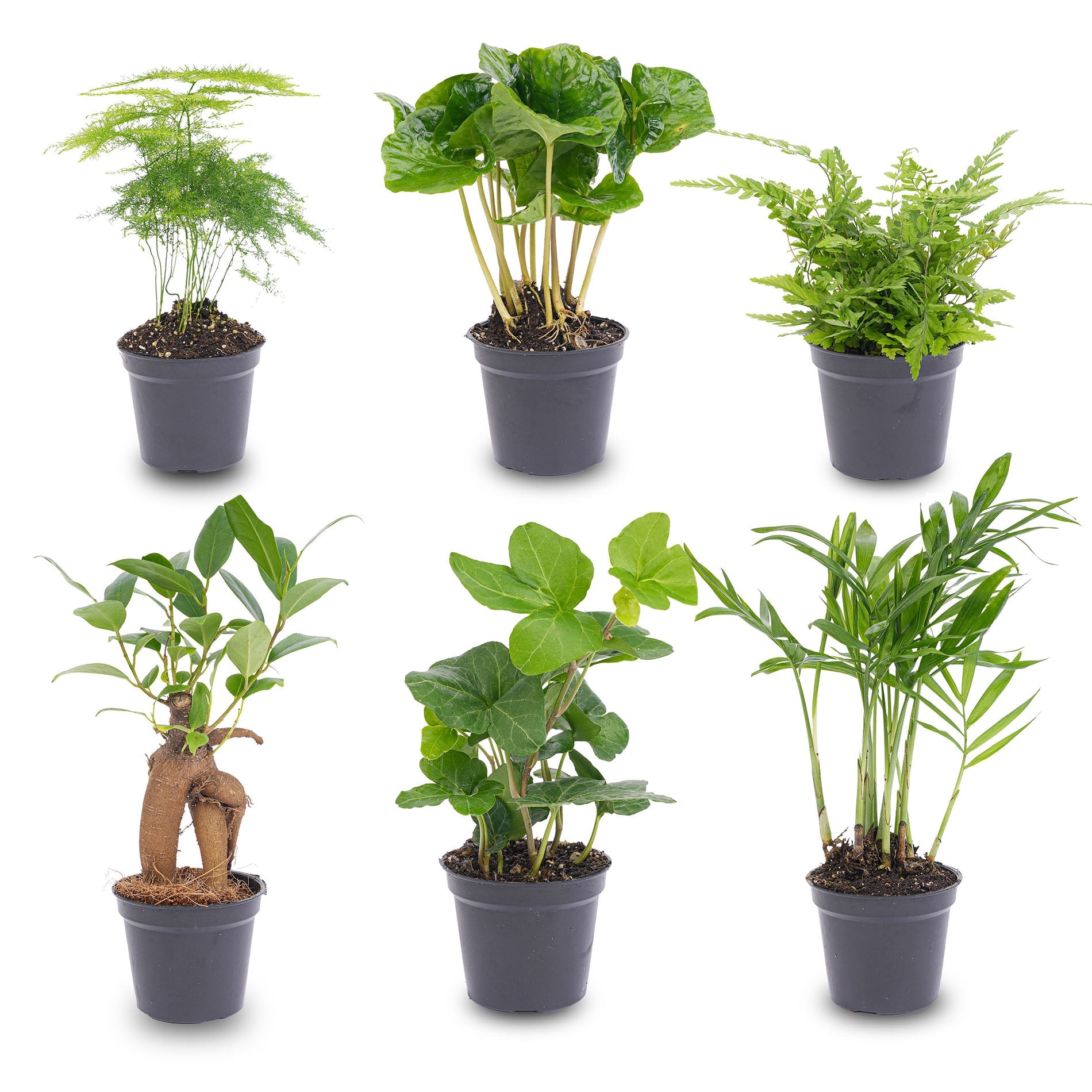 6 plantes pour terrarium