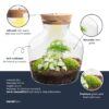 Little Joe - Terrarium With Light - Bottle Garden Diy Kit - Ø 20 Cm ↑ 22 Cm – Image 2