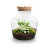 Little Joe - Terrarium With Light - Bottle Garden Diy Kit - Ø 20 Cm ↑ 22 Cm – Image 3