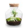 Little Joe - Terrarium With Light - Bottle Garden Diy Kit - Ø 20 Cm ↑ 22 Cm – Image 4