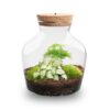 Little Joe - Terrarium With Light - Bottle Garden Diy Kit - Ø 20 Cm ↑ 22 Cm – Image 5